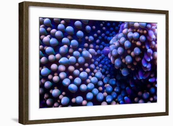 Multi Colored Ricordea Coral-harmonia101-Framed Photographic Print