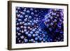 Multi Colored Ricordea Coral-harmonia101-Framed Photographic Print