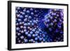 Multi Colored Ricordea Coral-harmonia101-Framed Photographic Print