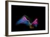 Multi-Colored Sand Against Black Background-Antonioiacobelli-Framed Photographic Print