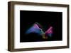 Multi-Colored Sand Against Black Background-Antonioiacobelli-Framed Photographic Print