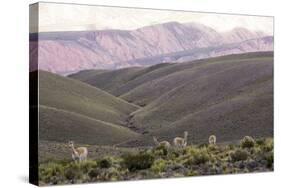 Multi Coloured Mountains and Alpacas, Humahuaca, Province of Jujuy, Argentina-Peter Groenendijk-Stretched Canvas