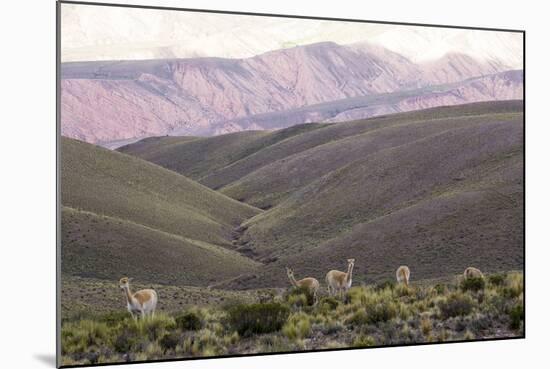 Multi Coloured Mountains and Alpacas, Humahuaca, Province of Jujuy, Argentina-Peter Groenendijk-Mounted Photographic Print