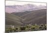 Multi Coloured Mountains and Alpacas, Humahuaca, Province of Jujuy, Argentina-Peter Groenendijk-Mounted Photographic Print