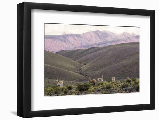 Multi Coloured Mountains and Alpacas, Humahuaca, Province of Jujuy, Argentina-Peter Groenendijk-Framed Photographic Print