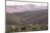 Multi Coloured Mountains and Alpacas, Humahuaca, Province of Jujuy, Argentina-Peter Groenendijk-Mounted Photographic Print