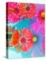 Multicolor Blossom Design from Zinnia, Gerber Daisy and Texture, Photographic Layer Work-Alaya Gadeh-Stretched Canvas