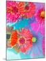 Multicolor Blossom Design from Zinnia, Gerber Daisy and Texture, Photographic Layer Work-Alaya Gadeh-Mounted Photographic Print