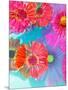 Multicolor Blossom Design from Zinnia, Gerber Daisy and Texture, Photographic Layer Work-Alaya Gadeh-Mounted Photographic Print