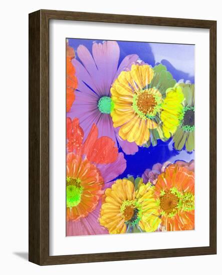 Multicolor Blossom Design from Zinnia, Gerber Daisy and Texture, Photographic Layer Work-Alaya Gadeh-Framed Photographic Print