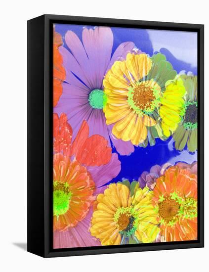 Multicolor Blossom Design from Zinnia, Gerber Daisy and Texture, Photographic Layer Work-Alaya Gadeh-Framed Stretched Canvas