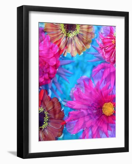 Multicolor Blossom Design from Zinnia, Gerber Daisy and Texture, Photographic Layer Work-Alaya Gadeh-Framed Photographic Print