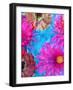 Multicolor Blossom Design from Zinnia, Gerber Daisy and Texture, Photographic Layer Work-Alaya Gadeh-Framed Photographic Print