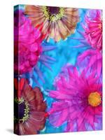 Multicolor Blossom Design from Zinnia, Gerber Daisy and Texture, Photographic Layer Work-Alaya Gadeh-Stretched Canvas