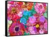 Multicolor Blossom Design from Zinnia, Gerber Daisy and Texture, Photographic Layer Work-Alaya Gadeh-Framed Stretched Canvas