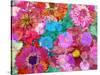 Multicolor Blossom Design from Zinnia, Gerber Daisy and Texture, Photographic Layer Work-Alaya Gadeh-Stretched Canvas