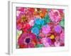 Multicolor Blossom Design from Zinnia, Gerber Daisy and Texture, Photographic Layer Work-Alaya Gadeh-Framed Photographic Print