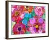 Multicolor Blossom Design from Zinnia, Gerber Daisy and Texture, Photographic Layer Work-Alaya Gadeh-Framed Photographic Print