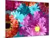 Multicolor Blossom Design, Photographic Layer Work-Alaya Gadeh-Mounted Photographic Print