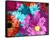 Multicolor Blossom Design, Photographic Layer Work-Alaya Gadeh-Framed Stretched Canvas