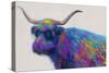 Multicolor Bull-Dan Meneely-Stretched Canvas