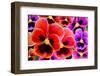Multicolor Pansy Flowers or Pansies (Viola, Heartsease) Background Pattern. Colorful Pansy Flowers-null-Framed Photographic Print
