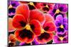 Multicolor Pansy Flowers or Pansies (Viola, Heartsease) Background Pattern. Colorful Pansy Flowers-null-Mounted Photographic Print