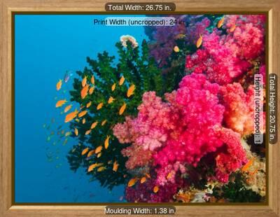 'Multicolor Soft Corals, Coral Reef, Bligh Water Area, Viti Levu ...