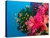 Multicolor Soft Corals, Coral Reef, Bligh Water Area, Viti Levu, Fiji Islands, South Pacific-Michele Westmorland-Stretched Canvas