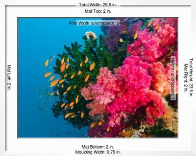 Multicolor Soft Corals, Coral Reef, Bligh Water Area, Viti ...