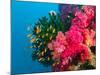 Multicolor Soft Corals, Coral Reef, Bligh Water Area, Viti Levu, Fiji Islands, South Pacific-Michele Westmorland-Mounted Photographic Print