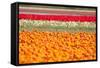 Multicolor Tulip Fields-izuriphoto-Framed Stretched Canvas