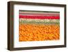 Multicolor Tulip Fields-izuriphoto-Framed Photographic Print