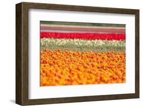 Multicolor Tulip Fields-izuriphoto-Framed Photographic Print