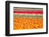 Multicolor Tulip Fields-izuriphoto-Framed Photographic Print