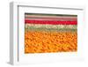 Multicolor Tulip Fields-izuriphoto-Framed Photographic Print