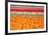 Multicolor Tulip Fields-izuriphoto-Framed Photographic Print