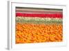 Multicolor Tulip Fields-izuriphoto-Framed Photographic Print