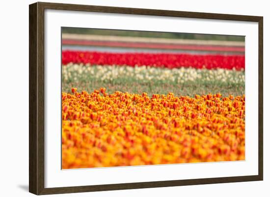 Multicolor Tulip Fields-izuriphoto-Framed Photographic Print