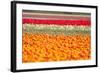 Multicolor Tulip Fields-izuriphoto-Framed Photographic Print