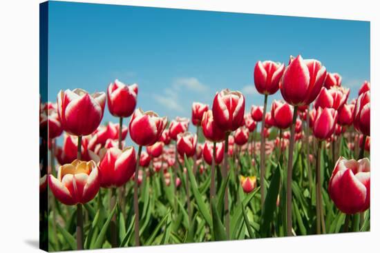 Multicolor Tulips-Ivonnewierink-Stretched Canvas