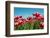 Multicolor Tulips-Ivonnewierink-Framed Photographic Print