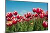 Multicolor Tulips-Ivonnewierink-Mounted Photographic Print