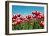 Multicolor Tulips-Ivonnewierink-Framed Photographic Print