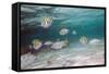 Multicolored Fish Swim Peacefully at Stingray City, Antigua, Leeward Islands, West Indies-Roberto Moiola-Framed Stretched Canvas