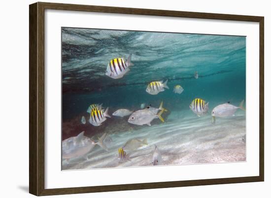 Multicolored Fish Swim Peacefully at Stingray City, Antigua, Leeward Islands, West Indies-Roberto Moiola-Framed Photographic Print