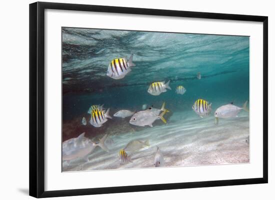 Multicolored Fish Swim Peacefully at Stingray City, Antigua, Leeward Islands, West Indies-Roberto Moiola-Framed Photographic Print