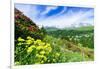 Multicolored flowers in summer, Madesimo, Valle Spluga, Valtellina, Lombardy, Italy, Europe-Roberto Moiola-Framed Photographic Print