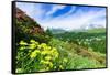 Multicolored flowers in summer, Madesimo, Valle Spluga, Valtellina, Lombardy, Italy, Europe-Roberto Moiola-Framed Stretched Canvas