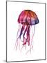 Multicolored Jellyfish-Edward Selkirk-Mounted Art Print